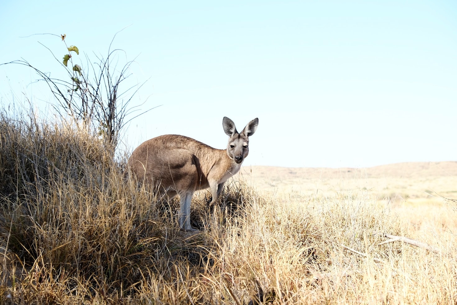 How We Rehabilitate Injured Joey Kangaroos