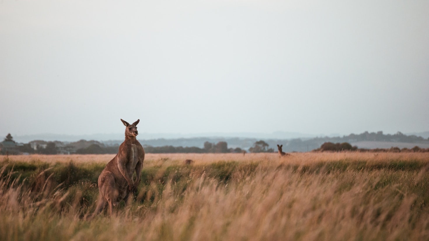 Understanding The Importance Of Wildlife Conservation