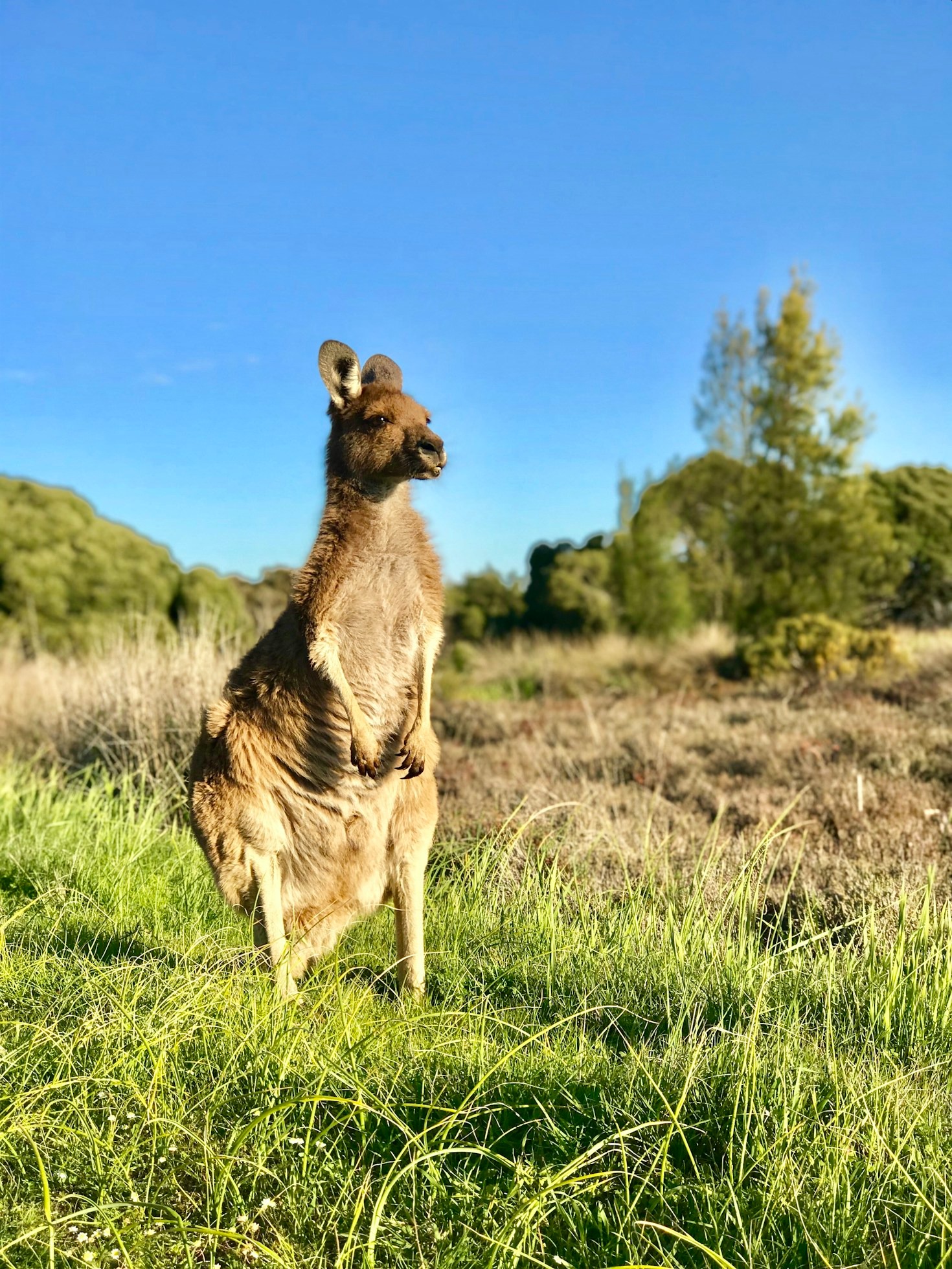 Simple Ways To Help Wildlife Thrive