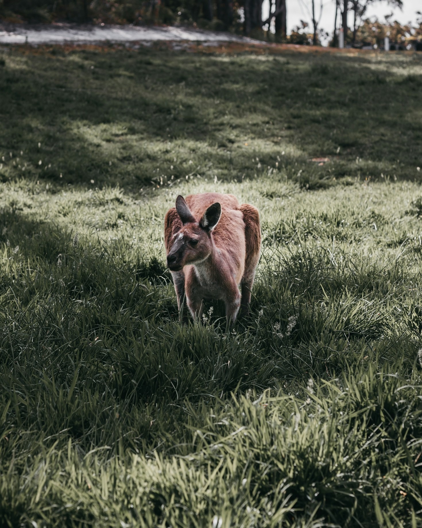 The Emotional Journey Of Animal Rehabilitation