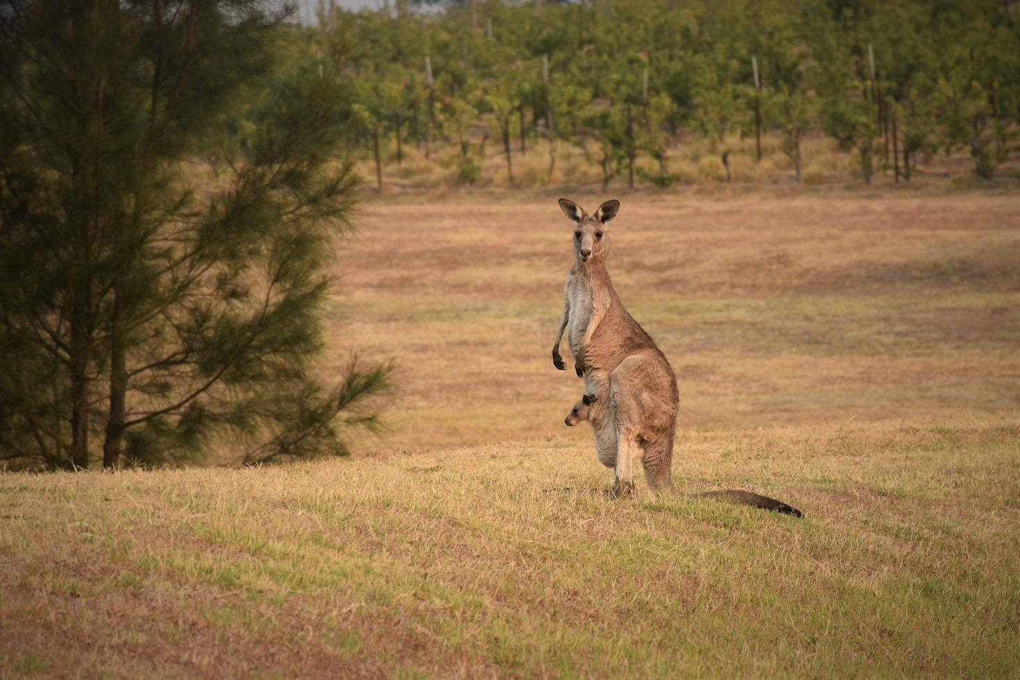 Celebrating Success Stories From Our Sanctuary