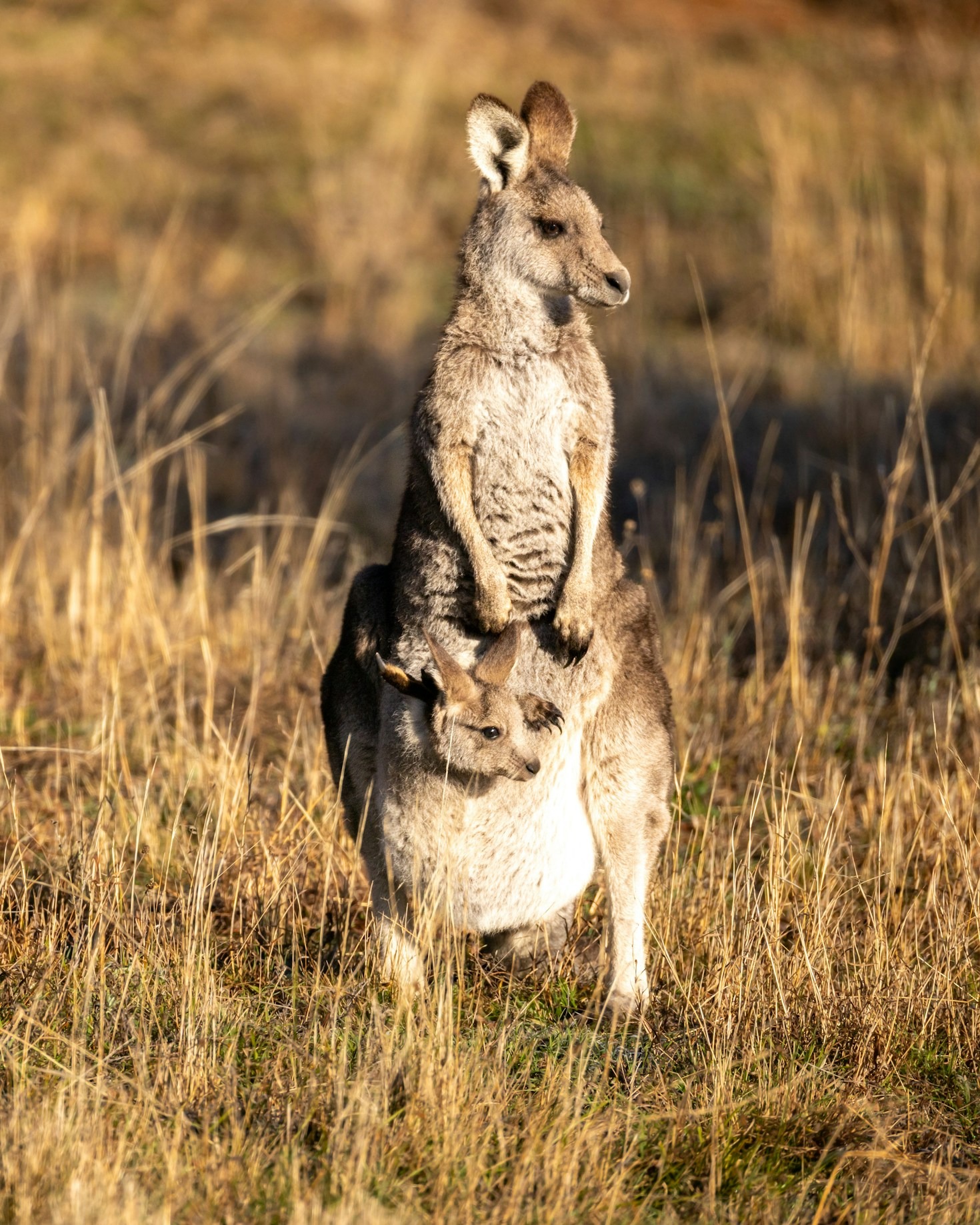 Educational Insights Into Kangaroo Behavior Patterns